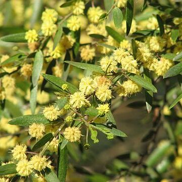 Acacia verniciflua unspecified picture