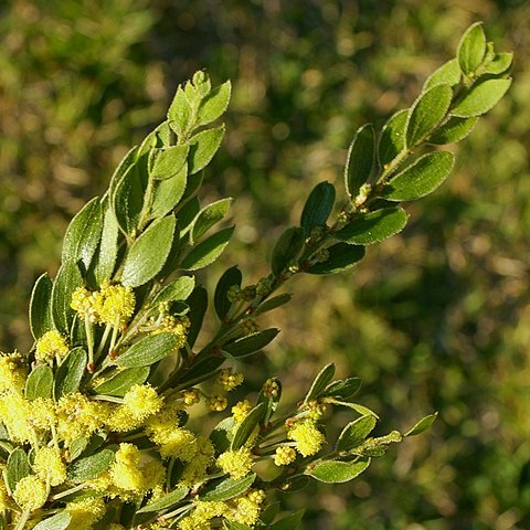 Acacia vestita unspecified picture