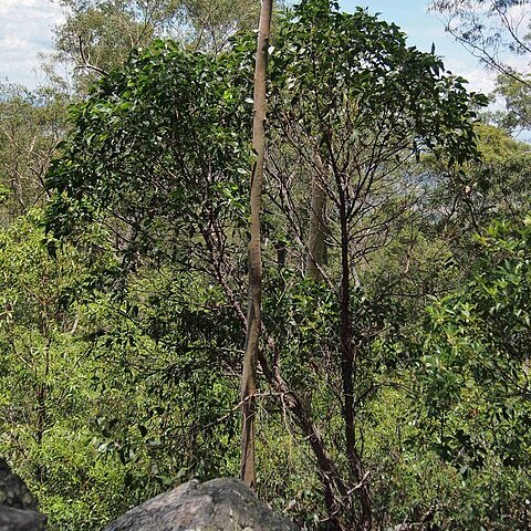 Acacia flavescens unspecified picture