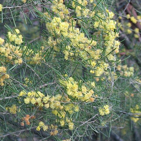 Acacia flexifolia unspecified picture