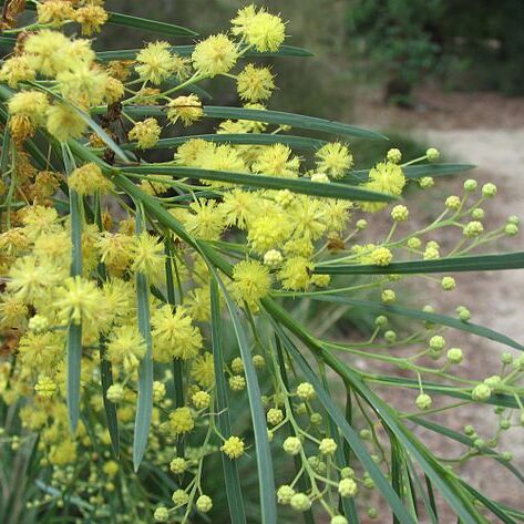 Acacia flocktoniae unspecified picture