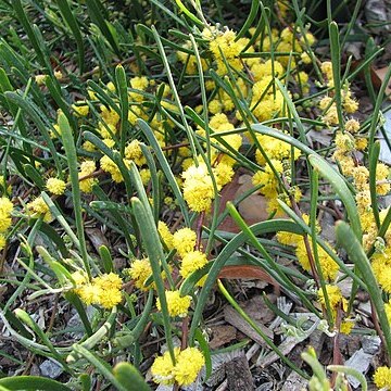 Acacia farinosa unspecified picture