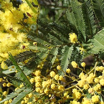 Acacia filicifolia unspecified picture