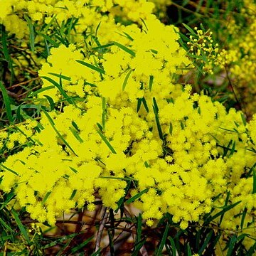 Acacia fimbriata unspecified picture