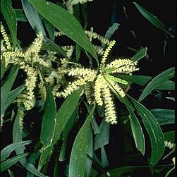 Acacia maidenii unspecified picture