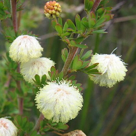 Acacia mitchellii unspecified picture