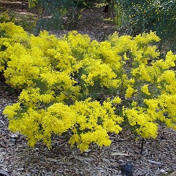 Acacia meiantha unspecified picture