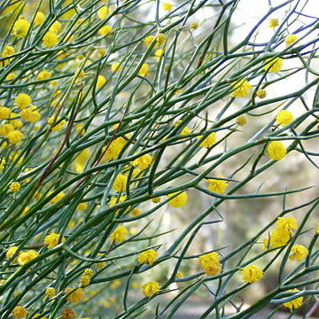 Acacia aphylla unspecified picture