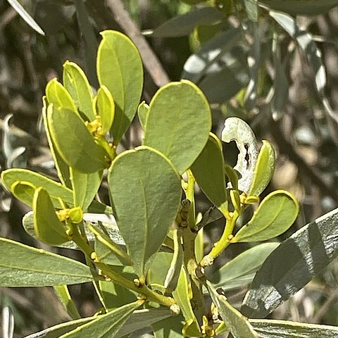 Acacia argyraea unspecified picture