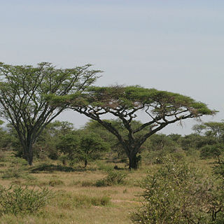 Vachellia abyssinica unspecified picture