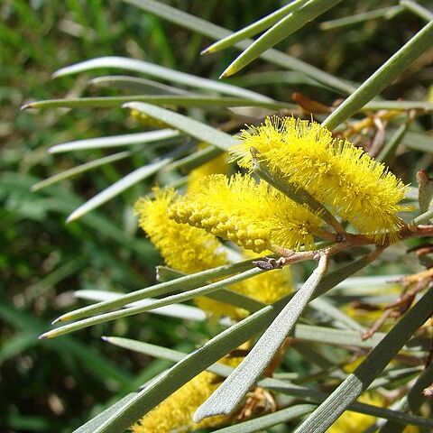 Acacia aneura unspecified picture