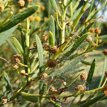 Acacia anceps unspecified picture