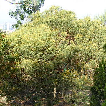 Acacia anceps unspecified picture