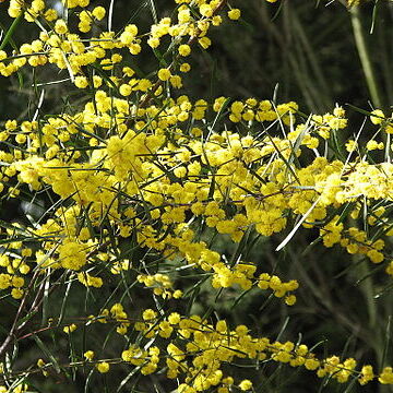 Acacia ausfeldii unspecified picture