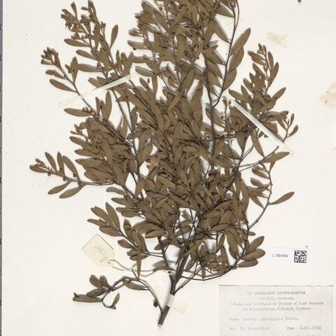 Acacia ixiophylla unspecified picture