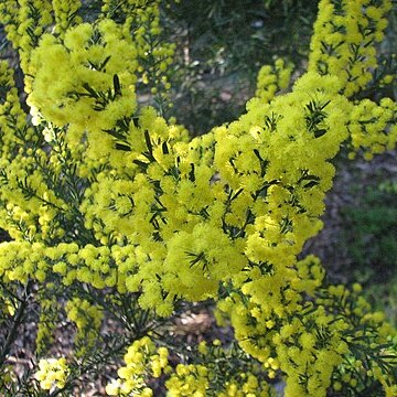 Acacia imbricata unspecified picture