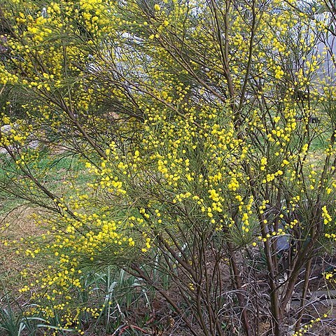 Acacia extensa unspecified picture