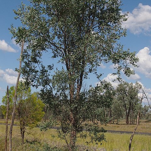 Acacia excelsa unspecified picture