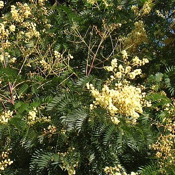 Acacia elata unspecified picture