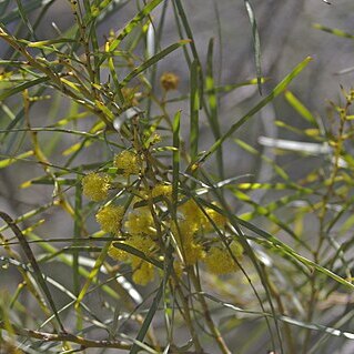 Acacia elongata unspecified picture