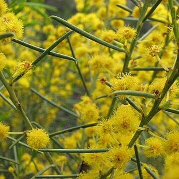 Acacia calamifolia unspecified picture