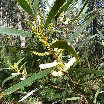 Acacia obtusifolia unspecified picture