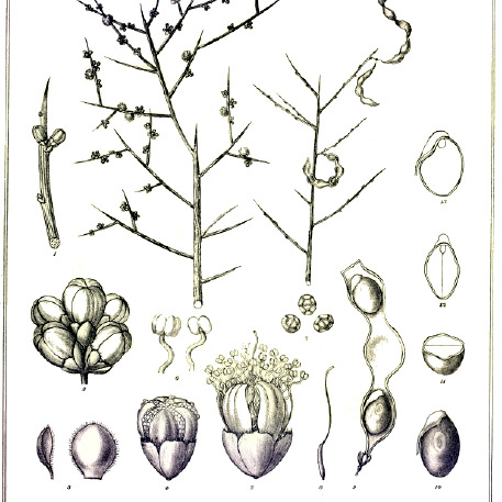 Acacia spinescens unspecified picture