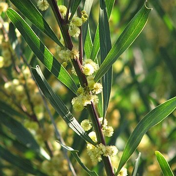 Acacia stricta unspecified picture