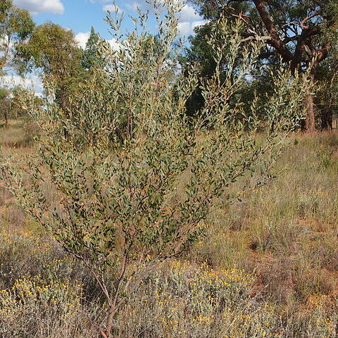 Acacia stipuligera unspecified picture