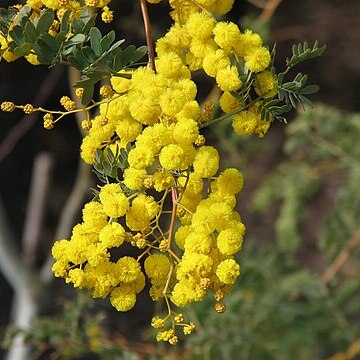 Acacia spectabilis unspecified picture