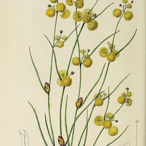 Acacia squamata unspecified picture