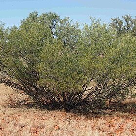 Acacia sibirica unspecified picture