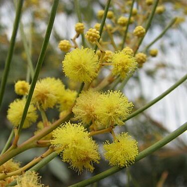 Acacia subulata unspecified picture