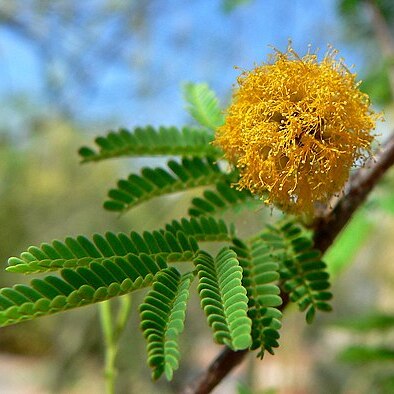 Vachellia unspecified picture