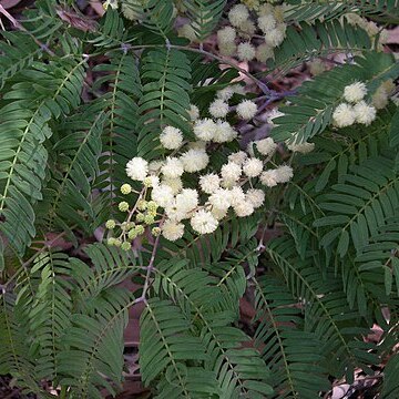 Acacia schinoides unspecified picture