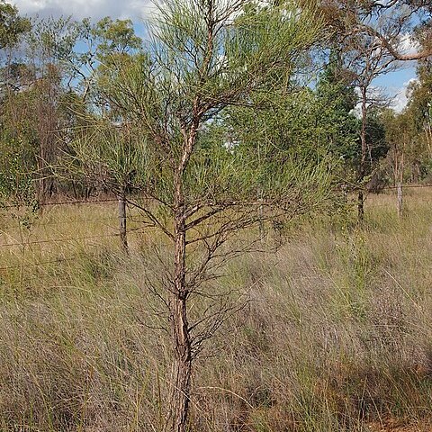 Acacia coriacea unspecified picture