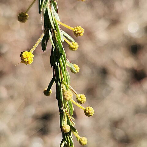 Acacia conferta unspecified picture