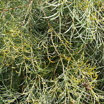 Acacia calamifolia unspecified picture