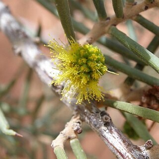 Acacia carneorum unspecified picture