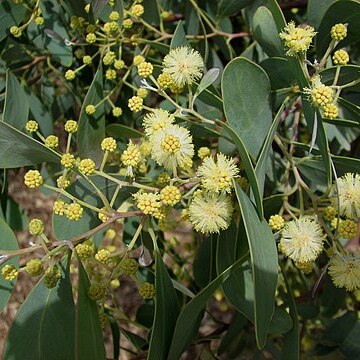 Acacia caerulescens unspecified picture