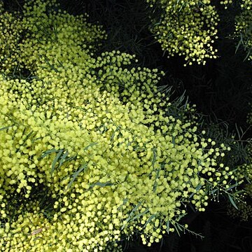 Acacia caesiella unspecified picture