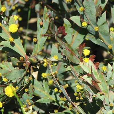 Acacia glaucoptera unspecified picture