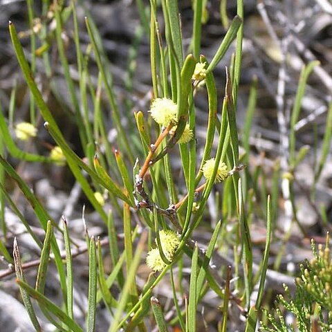 Acacia granitica unspecified picture