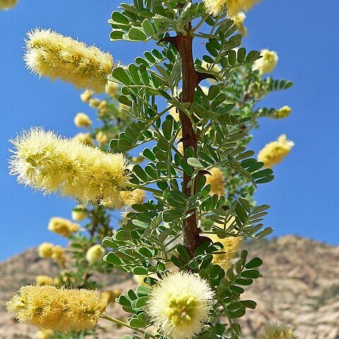 Acacia greggii unspecified picture