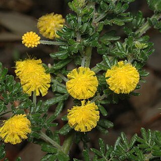 Acacia guinetii unspecified picture