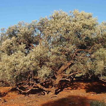 Acacia georginae unspecified picture