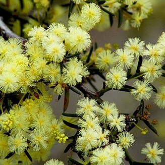 Acacia genistifolia unspecified picture