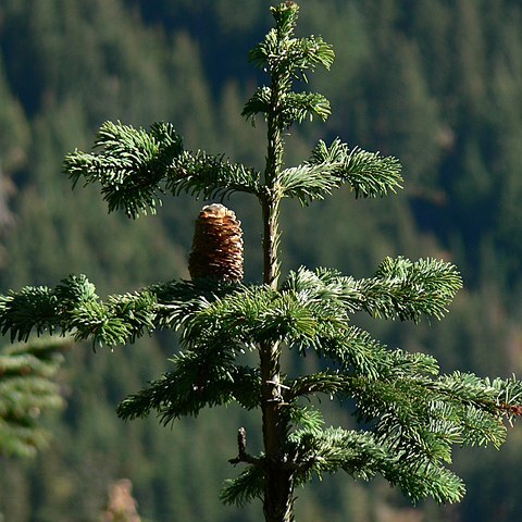 Abies amabilis unspecified picture