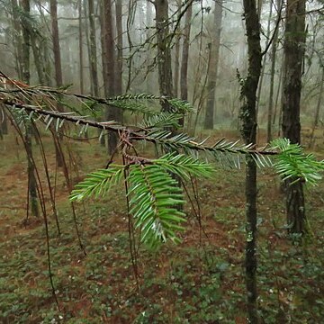 Abies hickelii unspecified picture