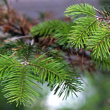 Abies sachalinensis unspecified picture